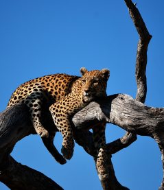 leopard-laying-tree