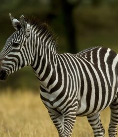 zebra